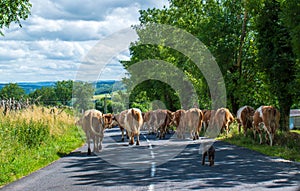 Herd of cows on the road in the Aubrac region of southern France photo