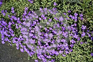 Aubretia in a Lancashire Garden