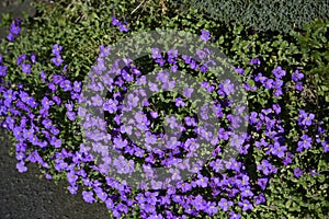 Aubretia in a Lancashire Garden