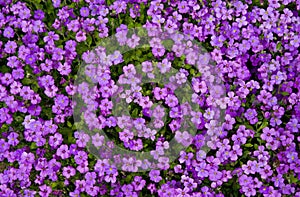 Aubretia: purple background.