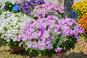 Aubrieta Aubretia Brassicaceae flower plant. A sun loving evergreen and perennial flower with small violet, pink or white blooms