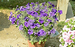 Aubrieta Aubretia Brassicaceae flower plant. A sun loving evergreen and perennial flower with small violet, pink or white blooms