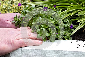 Aubrieta being planted by a man in a garden