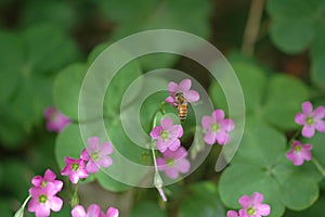 Aubrieta cultorum