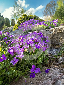 Aubrieta cultorum flowers photo