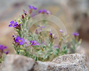 Aubrieta Deltoidea Doctor Mules hardy perennial plant