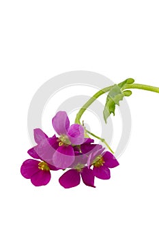 Aubrieta flowers photo