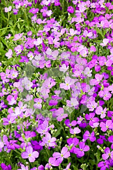 Aubrieta flowers photo