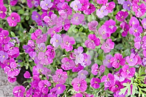 Aubrieta flowers photo