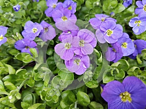 Aubrieta \'Glacier Blue\' photo