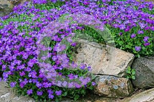 Aubrieta hybrida in spring garden photo