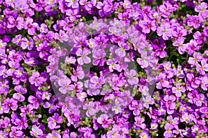 Aubrieta Purple Cascade photo