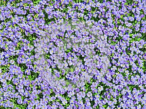 Aubrieta tiny blue summer flowers background photo