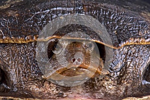 Aubry's flapshell turtle (Cycloderma aubryi)