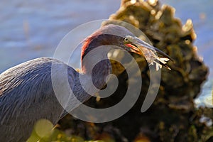 Auburn hues of sunlight glisten on egret and shrimp