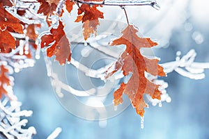 Auburn is the last leaf of an oak tree on a branch in the ice.