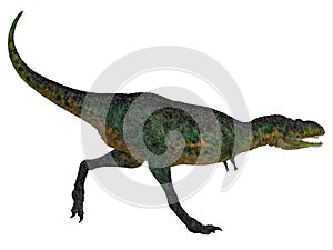 Aucasaurus on White