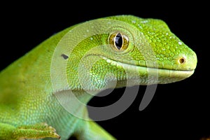 Auckland green gecko Naultinus elegans