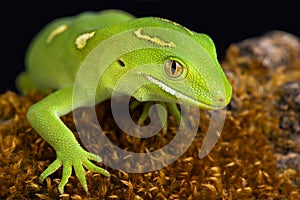 Auckland green gecko Naultinus elegans