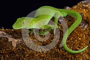 Auckland green gecko Naultinus elegans