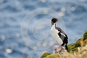 Auckland Island Shag