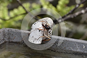 Auckland tree weta