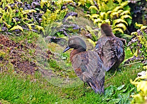 Aucklandtaling, Auckland Islands Teal, Anas aucklandica