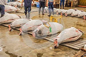 Auction of Tsukiji market tuna