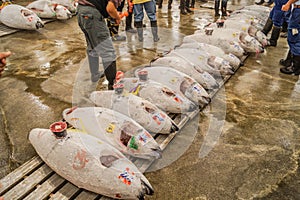 Auction of Tsukiji market tuna