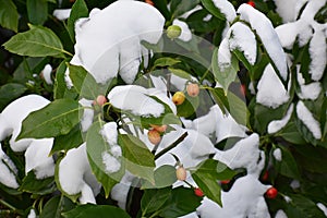 Aucuba japonica plant cowered with snow.