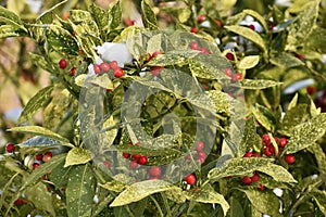 Aucuba japonica plant cowered with snow.