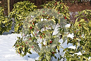 Aucuba japonica plant cowered with snow.