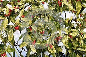 Aucuba japonica plant cowered with snow.