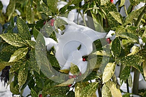 Aucuba japonica plant cowered with snow.