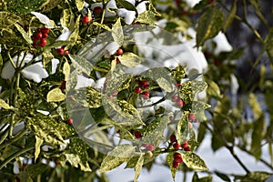 Aucuba japonica plant cowered with snow.