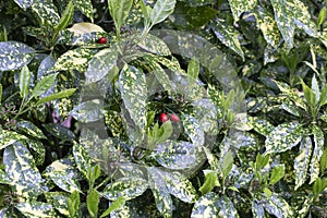 Aucuba japonica variegata.