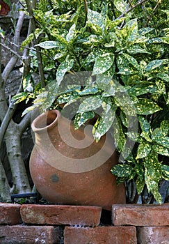 Aucuba Japonica Variegata as an ornamental shrub photo