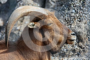 Audad or large maned ram with large horns chews cud