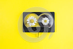Audio cassette with chamomile flowers