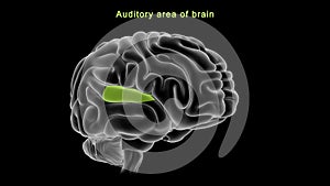 Auditory area of Human brain