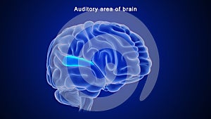 Auditory area of Human brain