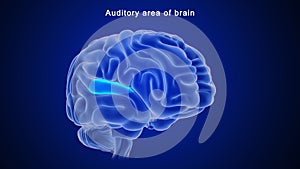 Auditory area of Human brain photo