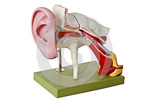 Auditory canal