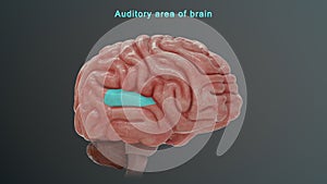 Auditory area of Human brain photo