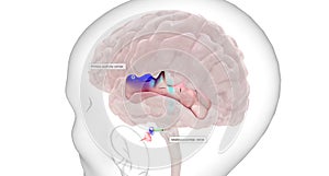 The auditory information is transmitted from the basilar membrane in the cochlea to the primary auditory cortex in the brain