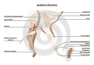 Auditory ossicles. Bony malleus, incus and stapes. Middle ear tympanic photo