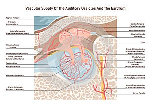 Auditory ossicles and eardrum blood supply. Middle ear cavity veins