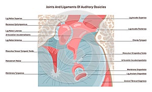 Auditory ossicles joints and ligaments. Middle ear tympanic membrane