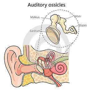 Auditory ossicles structure diagram medical scienc