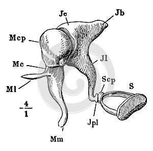 The Auditory Ossicles, vintage illustration